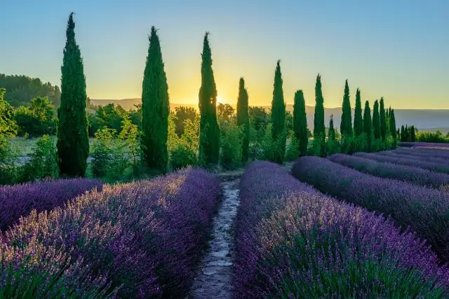 Какую сумму подарить на выпускной?