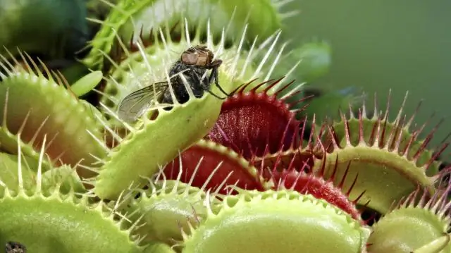 Где растет Венерина мухоловка?