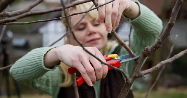 Как привить ствол дерева?