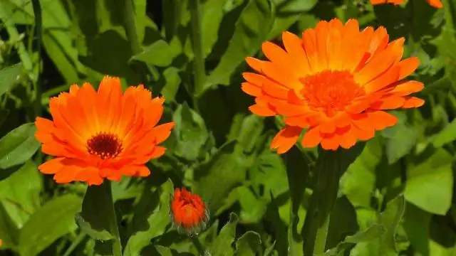 Французские бархатцы - многолетние?