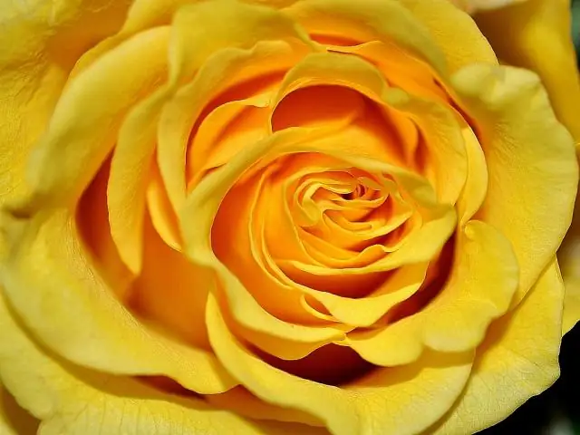 Как называется желтая роза?