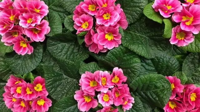 Как долго цветет вишневое дерево?