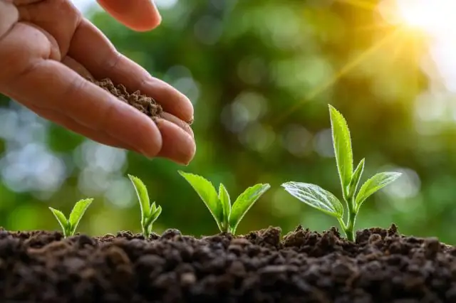 Где лучше всего растут бархатцы?