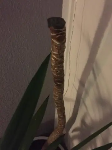 Почему у моих гладиолусов желтеют листья?