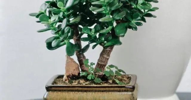 Можете ли вы разделить Лантану?