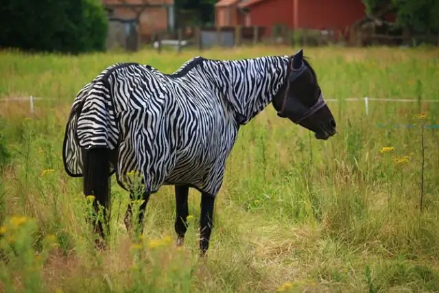 Какие жуки отталкивают бархатцы?