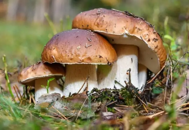 Как сделать съедобные сувениры на вечеринку?