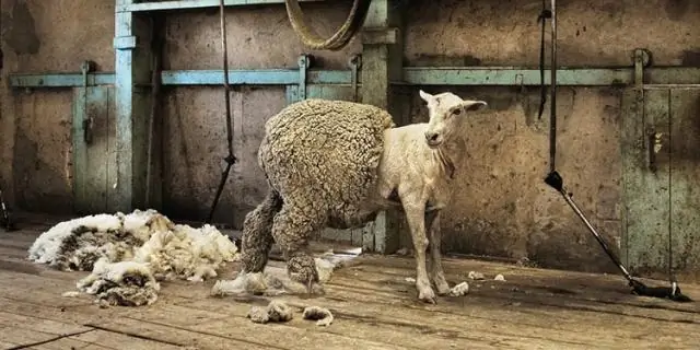 В чем смысл прививочного ножа?