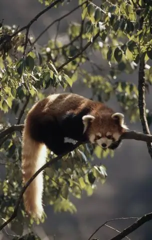 Сможете ли вы приручить красную панду?