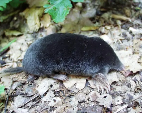 Как мухоловка Венеры поедает жука?