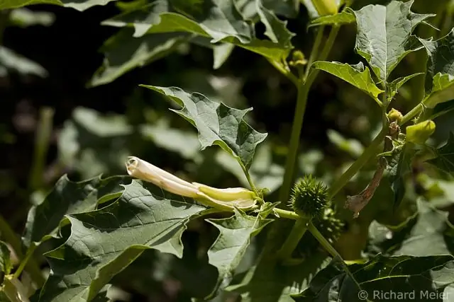 Используется ли мумификация сегодня?