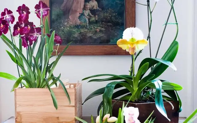 Как часто нужно поливать растения гибискус?