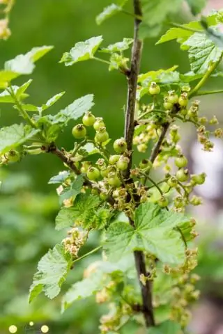 Сколько времени нужно салату, чтобы расти в аквапонике?