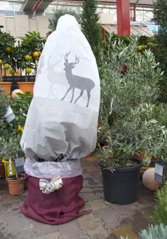 Переживет ли Лантана заморозки?