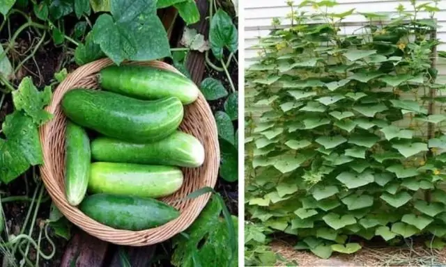 Как вы ухаживаете за ловушками для мух Венеры?