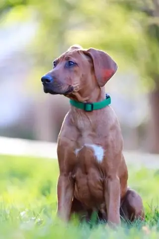 Умны ли собаки риджбека?