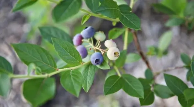 Как обрезать чернику южную высокорослую?