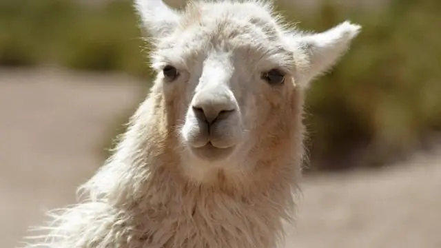 Насколько большими становятся карликовые бархатцы?