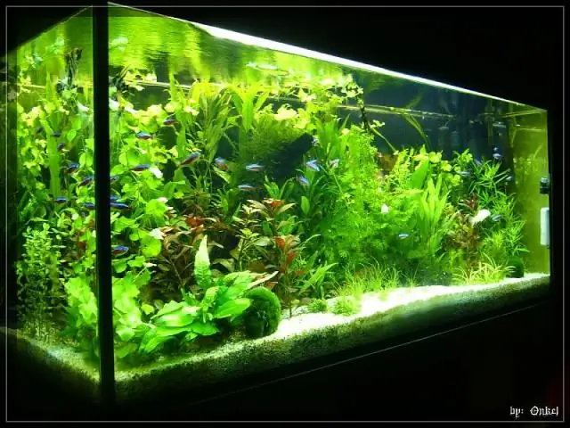 Где я должен сверлить свой аквариум?