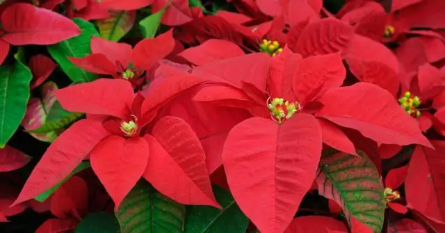 Как вы ухаживаете за гибискусом Luna Red?