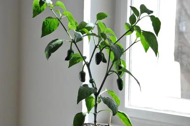 Можно ли использовать суккулентную почву для пауков?