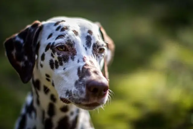 Как получить награду за бесплатную цыпочку?