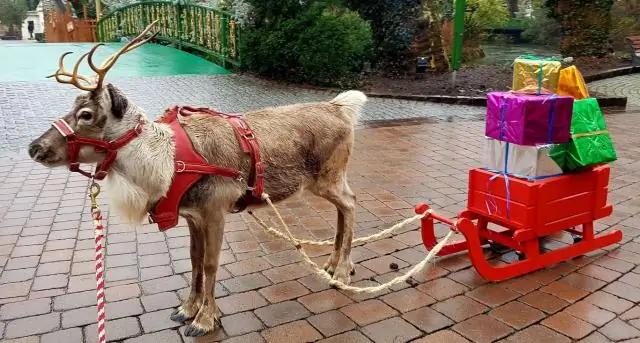 Почему оленей называют оленями?