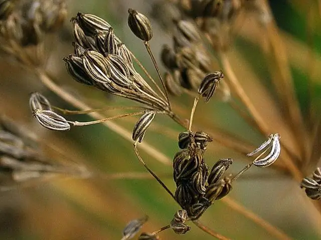 Что вы скажете о посвящении ребенка?