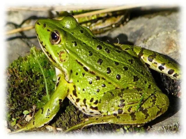 Что символизирует цветок эдельвейс?