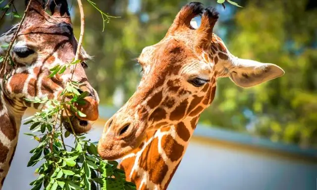 Какая любимая еда афалин?