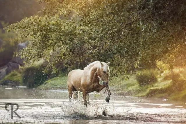 Есть ли у морских коньков один помощник на всю жизнь?