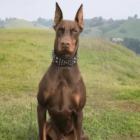 Насколько велик форт Саттера?