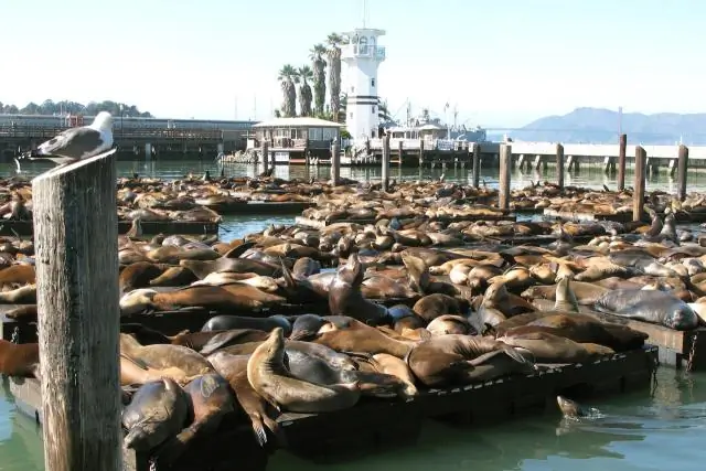 Почему морские львы тусуются на пирсе 39?