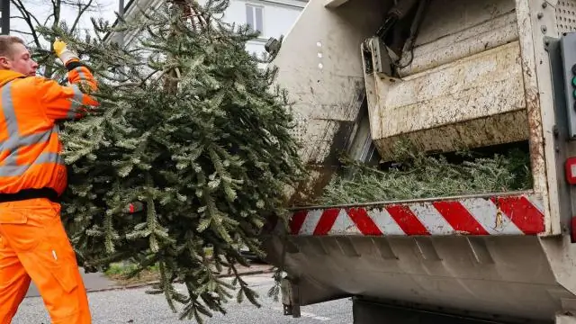 Сколько времени нужно изумрудному ясенелисту, чтобы убить дерево?