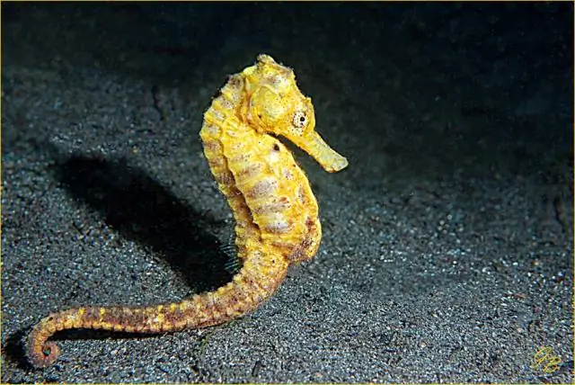 В Petco продают морских коньков?