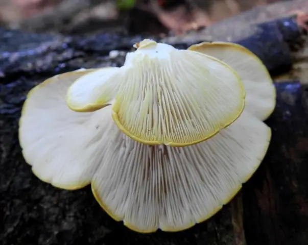 Как составить список свадебного антуража?