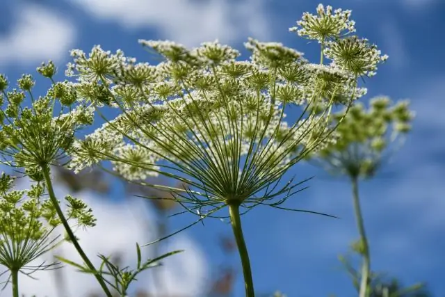 Как приготовить мазь из одуванчика?