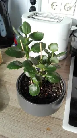 Как называются маленькие белые цветы?