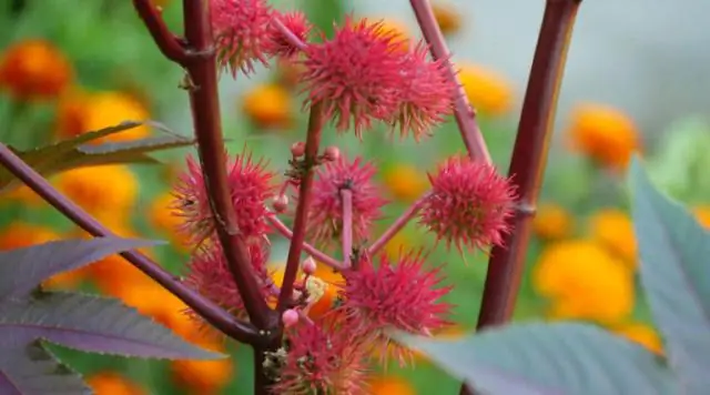 Ядовиты ли обрезки тиса?