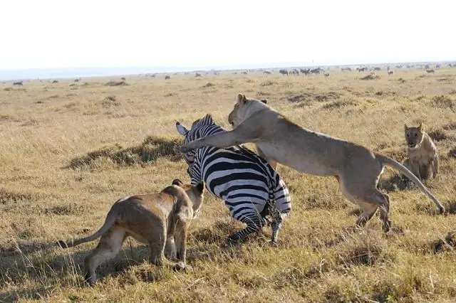 Насколько велик парк Мон-Рояль?