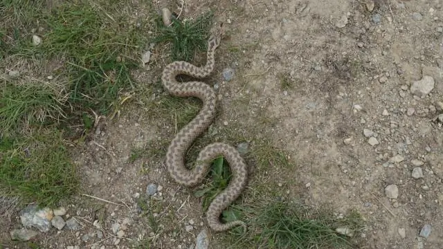 Едят ли цапли змей?