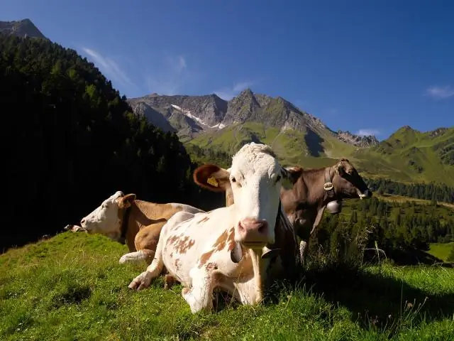 Где я могу найти бесплатные свадебные журналы?