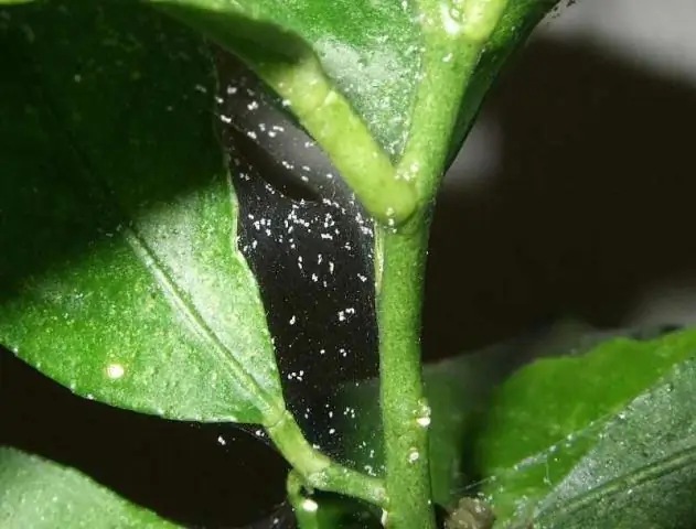 Что символизируют красные орхидеи?