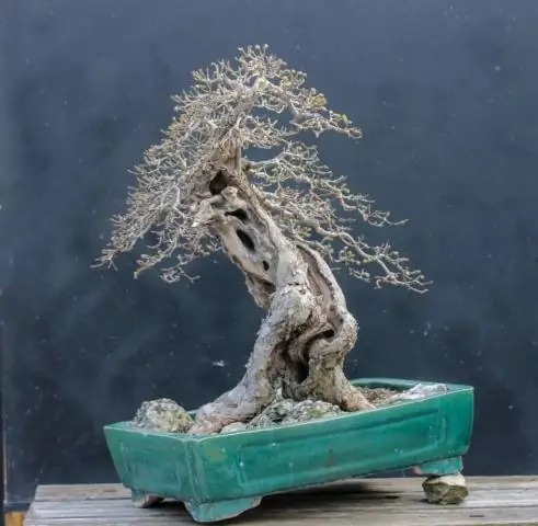 Как пересаживать корневой гибискус?