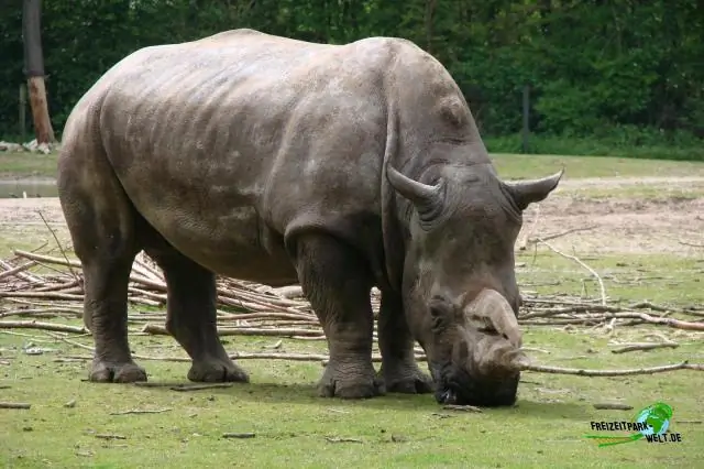 Есть ли в зоопарке Сан-Диего ягуары?