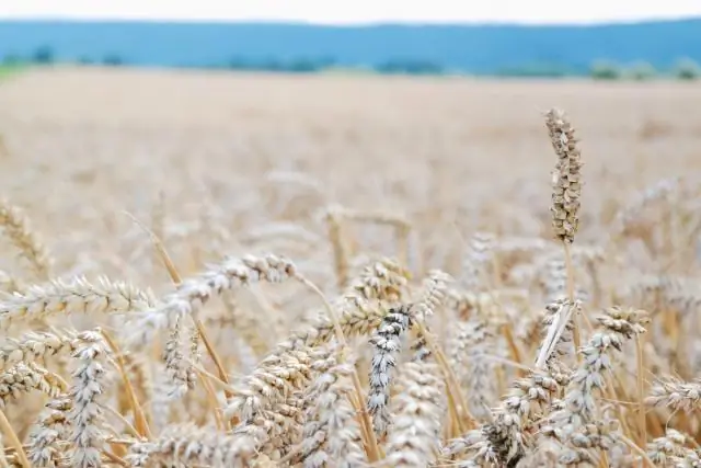 Чем заняться в Калифорнии в День благодарения?