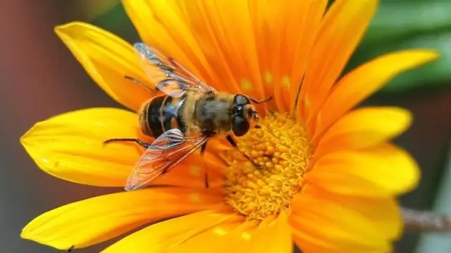 Почему бархатцы не цветок?