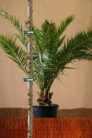 Насколько велик куст гибискуса?