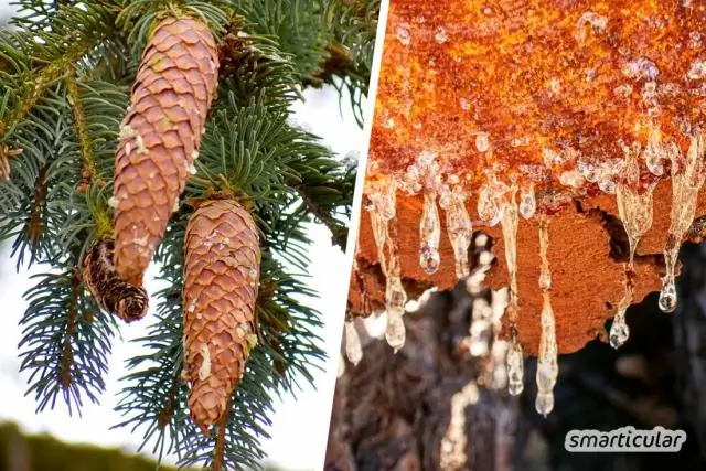 Как собирать семена календулы?