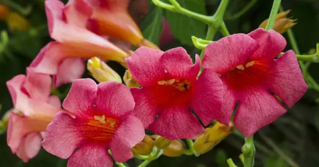 Почему у меня не растет куст черники?